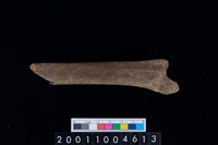 藏品(左脛骨)的圖片