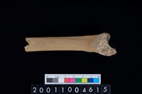 藏品(左脛骨)的圖片