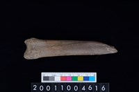 藏品(左脛骨)的圖片