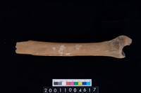 藏品(右脛骨)的圖片