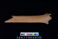 藏品(右脛骨)的圖片