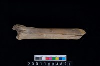 藏品(右脛骨)的圖片