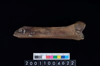 藏品(右脛骨)的圖片