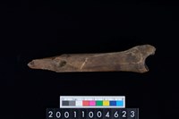 藏品(右脛骨)的圖片