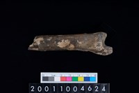 藏品(右脛骨)的圖片