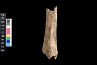 藏品(右脛骨)的圖片