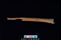 藏品(右脛骨)的圖片