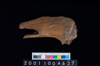 藏品(右脛骨)的圖片