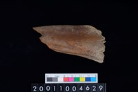 藏品(右脛骨)的圖片