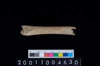 藏品(右脛骨)的圖片