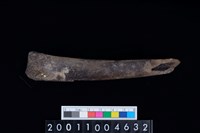 藏品(臏骨)的圖片