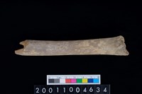 藏品(臏骨)的圖片