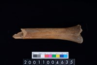 藏品(臏骨)的圖片