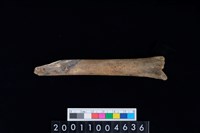 藏品(臏骨)的圖片