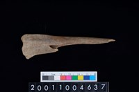 藏品(臏骨)的圖片