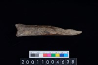 藏品(臏骨)的圖片