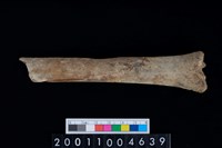 藏品(臏骨)的圖片