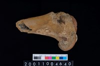 藏品(左股骨)的圖片