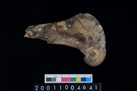 藏品(左股骨)的圖片