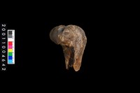 藏品(左股骨)的圖片