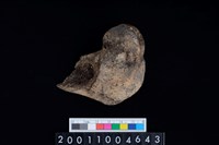 藏品(左股骨)的圖片