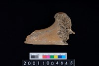 藏品(左股骨)的圖片