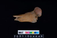 藏品(左股骨)的圖片