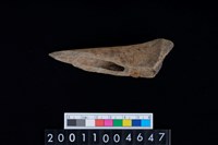 藏品(左股骨)的圖片