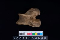 藏品(左股骨)的圖片