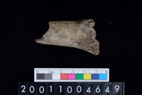 藏品(左股骨)的圖片