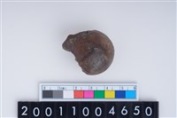 藏品(左股骨)的圖片