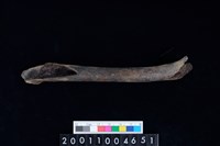 藏品(左股骨)的圖片