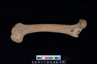 藏品(左股骨)的圖片