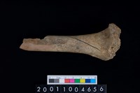 藏品(右股骨)的圖片