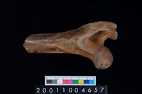 藏品(左股骨)的圖片