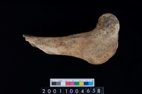 藏品(右股骨)的圖片