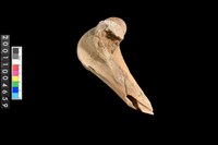 藏品(右股骨)的圖片