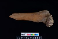 藏品(右股骨)的圖片