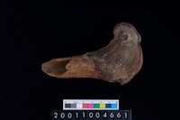 藏品(右股骨)的圖片