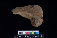 藏品(右股骨)的圖片