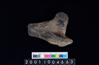 藏品(右股骨)的圖片