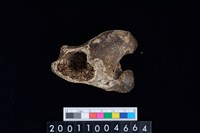 藏品(右股骨)的圖片