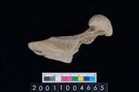 藏品(右股骨)的圖片