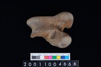 藏品(右股骨)的圖片