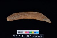 藏品(右股骨)的圖片