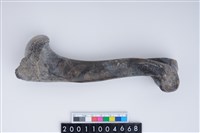藏品(左肱骨)的圖片