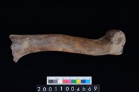 藏品(左肱骨)的圖片