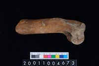 藏品(左肱骨下半部)的圖片