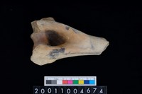 藏品(左肱骨下半部)的圖片