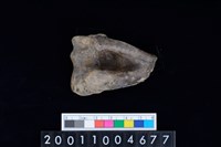 藏品(左肱骨下半部)的圖片